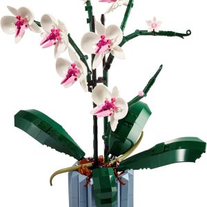 Orchidee